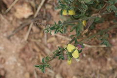 Polygala persicariifolia